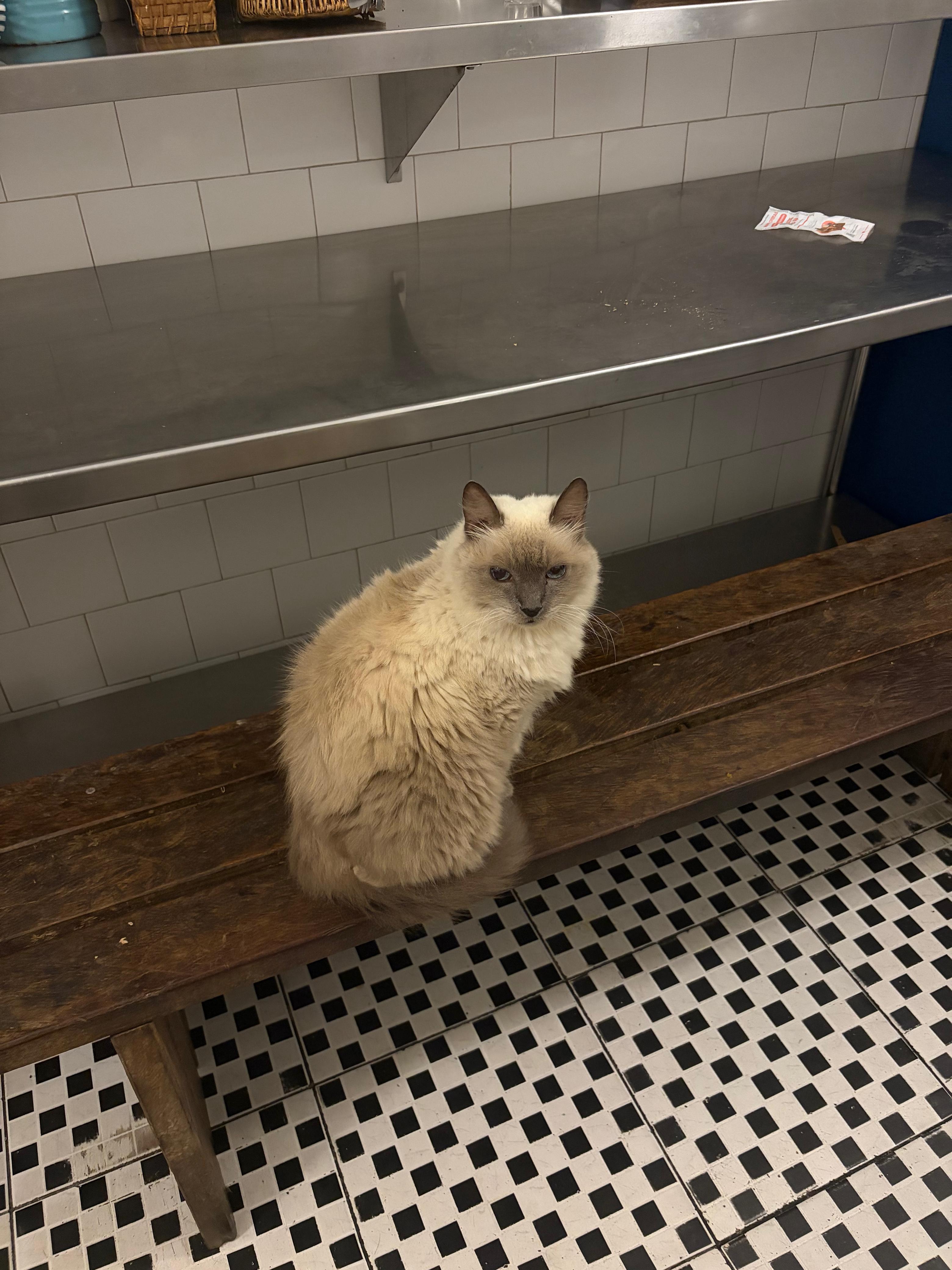 Hostel cat.